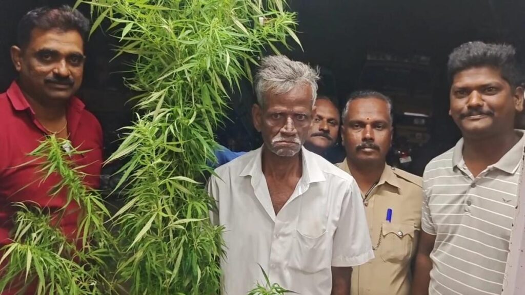 Farmer arrested for growing ganja plants in farmland near Gudiyatham in Vellore ganja 29